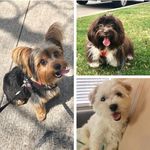 🐾 Yuri + Maya + Malcolm - @rufflifeofyuriandmaya - Instagram