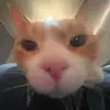 maya.malik_ - @maya.malik_ - TikTok