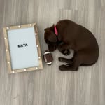 Maya Malone the Chocolate Lab - @mayamalone2023 - Instagram