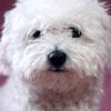 Maya M dog - @mayamathis32 - TikTok