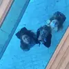 maya mckenzie - @maya.mckenzie - TikTok
