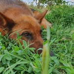 Maya Moran - @maya.thegermanshephard - Instagram