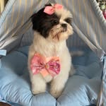 Maya Moranguinho - Shih Tzu - @maya_moranguinho0 - Instagram