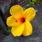 Maya Mukherjee - Facebook