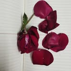 Maya Mukherjee - Facebook