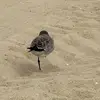 Maya_Rios - @maya_rios8 - TikTok