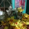 Maya Roy - @maya.roy52 - TikTok