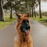 MAYA the German Shepherd Dog - @maya.von.sampson - Instagram