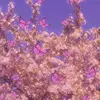 maya - @maya_sheppard - TikTok