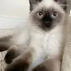 maya tate - @maya.tate0 - TikTok