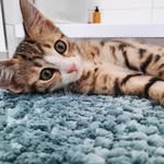 Maya_Wallace - @maya_thecat21 - Instagram