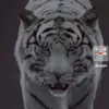 mayanktiwari 7 - @user2631878715293 - TikTok