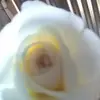 maydelinperez55 - @maydelinperez55 - TikTok