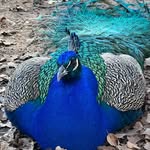 Peacock farmlife & nature photographer - @mayfield.peacockfarm - Instagram