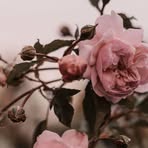Maymuna Hasan - Facebook