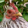 Maynard Rooster - @maynardrooster - TikTok