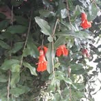 Mayra Acevedo - Facebook
