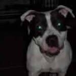 Mayra Armas - @thedoghelper - Instagram
