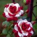 Maru Jaquez - Facebook