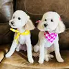 Chiquita - @mayrapartida150 - TikTok