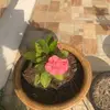 Mayra Vela - @mayravela8 - TikTok