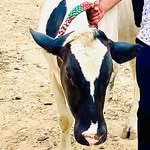 MAYUR DESAI - @sikotar_farm_ghatlodiya - Instagram