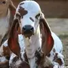 Mayur Desai - @mayurdesai5424 - TikTok