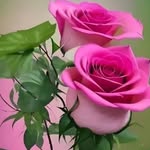 mazeda khatun - @mazeda546 - Instagram