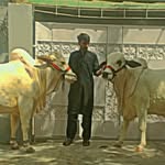 mAzHar295 - @mazhar.__.malik - Instagram