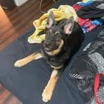 McKenna Evans - @joeys_barkery - Instagram