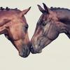 HorseLover300 - @mckennalowery9 - TikTok