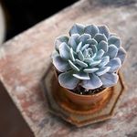 McKenna Marek - Young Living - @happy.little.oiler - Instagram