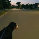 Mckenna Steele - @bently_the_bernese_mountan_dog - Instagram