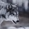 I love wolfs and cats - @mckenna_wolf6 - TikTok