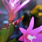 Mckenzie Bates - Facebook