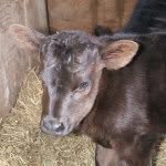 MacKenzie Caudill - @moo_cowsforlife - Instagram