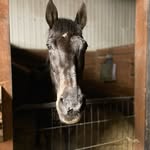 McKenzie Cobb - @mckenzie_equestrian - Instagram