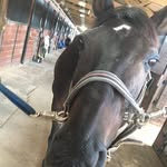 McKenzie Cobb Equine - @winsom_summer_rain_ - Instagram