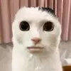 Dean - @dean._.mckenzie - TikTok