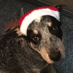 Mackenzie Decker - @sputnik_the_blueheeler - Instagram