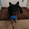Mackenzie _Mayer - @kenzie.dogs - TikTok