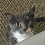 McKenzie Pickle - @pralinethe_tux - Instagram