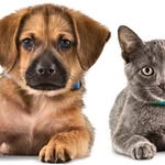 McKenzie Webster - @when_you_wish_upon_a_paw - Instagram