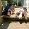 Meagan Leonard - @hashtag_houndlife - TikTok