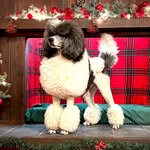 Meagan Townsend - @omg.poodles - Instagram