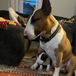Meagan Webb - @ekybullies - Instagram