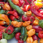 Megan Webber - @shepherdstownfarmersmarket - Instagram
