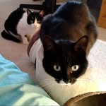 Meaghan Allen - @the_skunk_and_the_panther - Instagram