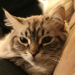Meaghan Bell - @pet.parent - Instagram