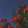 meaghancasey - @xx.aesthetic_vibes.xx0 - TikTok